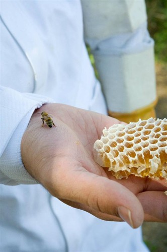 Kyle Kanno at The Honey Jar holding honeycomb and a bee. 