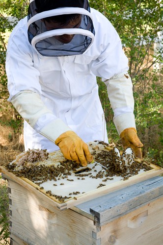 Kyle Kanno tending to his hives in Honeyville, Utah
