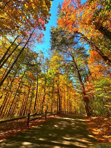 Gallery Image FAll.jpg