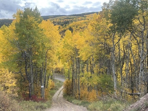 Gallery Image Fall_2.jpg