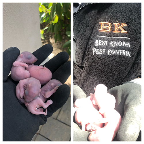 Relocated baby squirrels (removed safely)