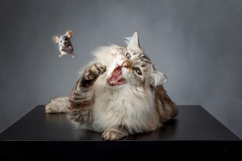 Pet Photography by Yee Lim Photography