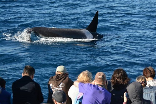 Gallery Image orcas_with_people.jpg