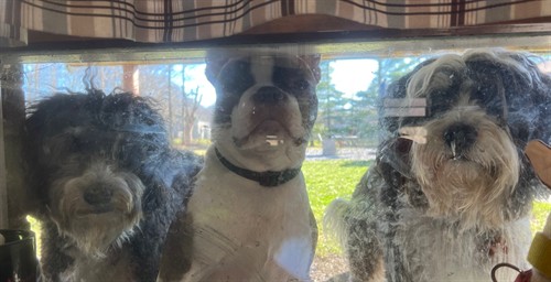 Gallery Image OA_Pups_IMG_6871.jpeg