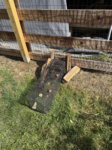 Live trap set for groundhogs 
