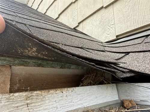 Bird Nesting Behind Fascia