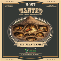 Summer's Most Wanted: The Fire Ant Empire in Anna