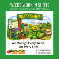 So… Why Are There STILL Weeds in My Lawn?! (Anna, Texas Edition)