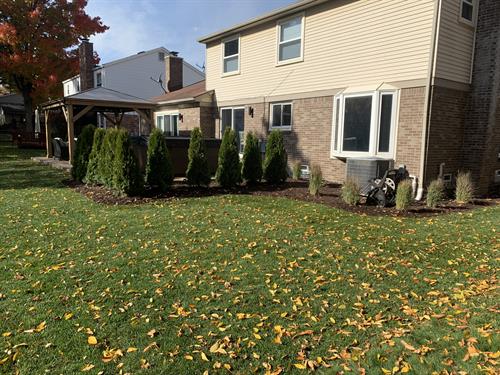 Backyard landscape installation new sod, plants, and arborvitae's for added privacy