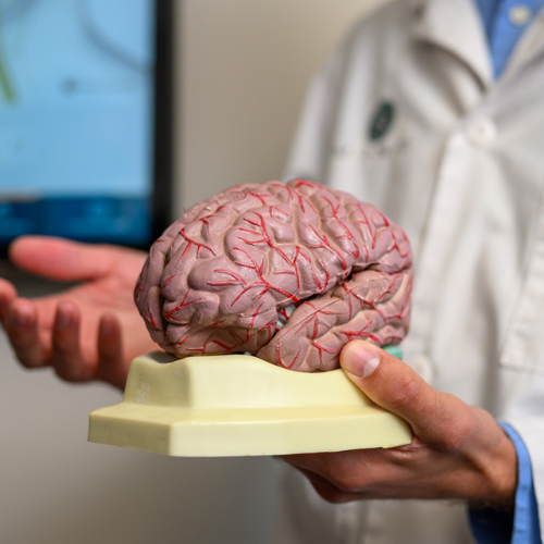 A neurologist at MIND uses a brain model during a patient consultation.