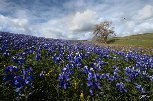 Flowers Flow - Table Mountain in Oroville, California