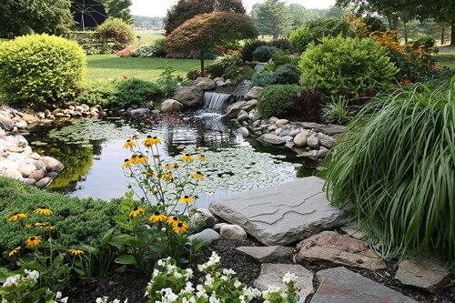 Lush pond garden