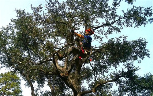 Oak corrective surgery