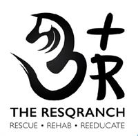 Dr. Q’s Horse Training Master Class: 1-Day Discovery Experience!