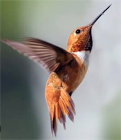 Georgetown's Hummingbird Market