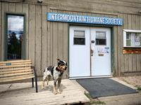 Intermountain Humane Society (IMHS)
