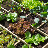 In-Person Workshop: How to Plan Your Vegetable Garden