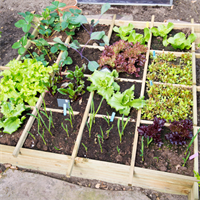 Virtual Workshop: How to Plan Your Vegetable Garden