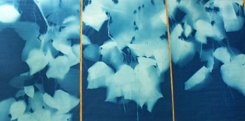 Tom Fels . Catalpa 2014 . Cyanotype . Triptych