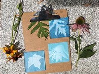 Printing in the Meadow: Cyanotypes at the Ipswich Museum