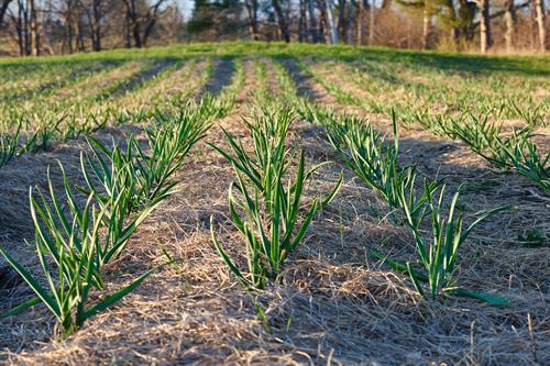 Garlic field, spring 2021 