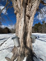 Maple Sugaring Events at Appleton Farms