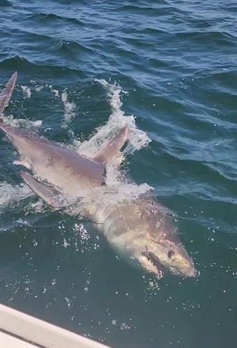 Big  porbeagle shark   brought to the boat hook removed released health