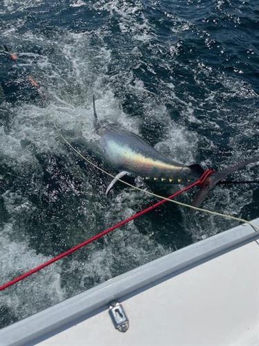 Towing a bluefin tuna home