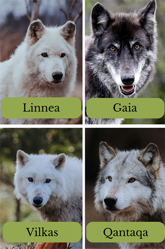 Wolf Hollow's resident ambassador wolves, Linnea, Gaia (wolf-dog hybrid rescue), Vilkas and Qantaqa!