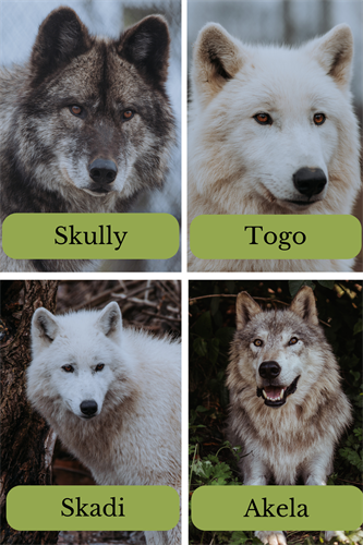 Wolf Hollow's resident ambassador wolves, Skully, Togo, Skadi and Akela! 