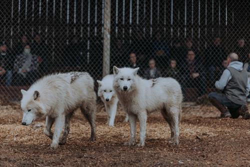 Vilkas, Skadi and Togo during an educational presentation by Wolf Hollow Director, Zed Soffron. Picture by Ellora Sen-Gupta