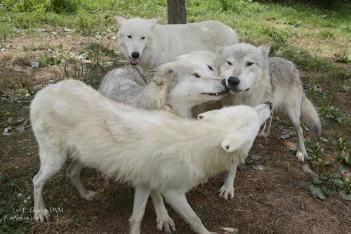 The main pack at Wolf Hollow! Picture by DVM Lori Gordon