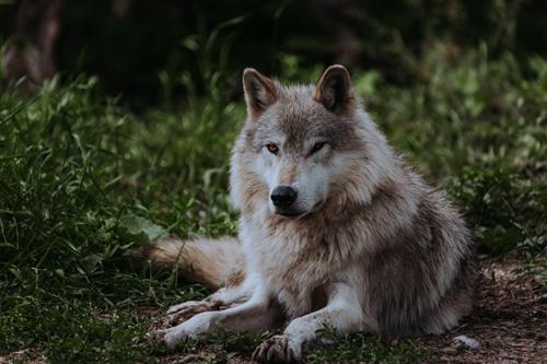 Akela is a Wolf Hollow resident wolf who helps to educate the public about wolves and wolf conservation! Picture by Ellora Sen-Gupta