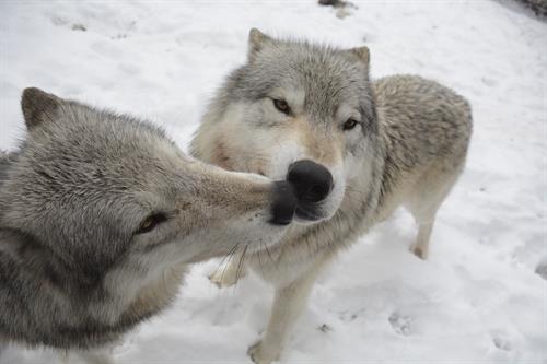 Resident wolves Qantaqa and Akela! Picture by DVM Lori Gordon