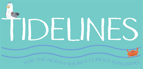 Gallery Image LOGO_greenbackground_saltysandy-02.png