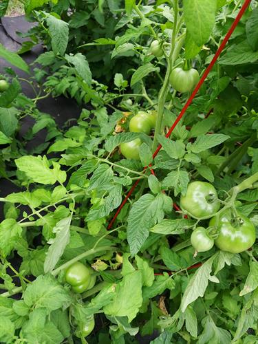 tomatoes looking amazing