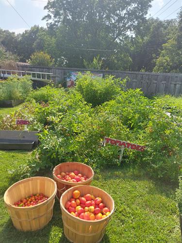 fresh tomato harvest