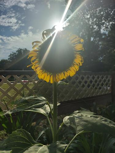 sunflowers for my Bride