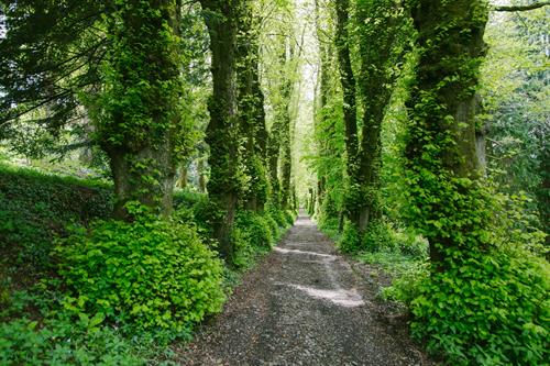 Lime Avenue within the 55 acres of Woodland Gardens at Pentillie Castle by Charlotte Dart Photography