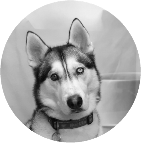 Archie the Husky - Office Mascot