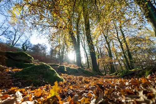 Harcombe House grounds