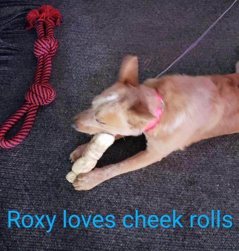 Our Red Healer - Roxy -  everything Pet Wants is Roxy approved