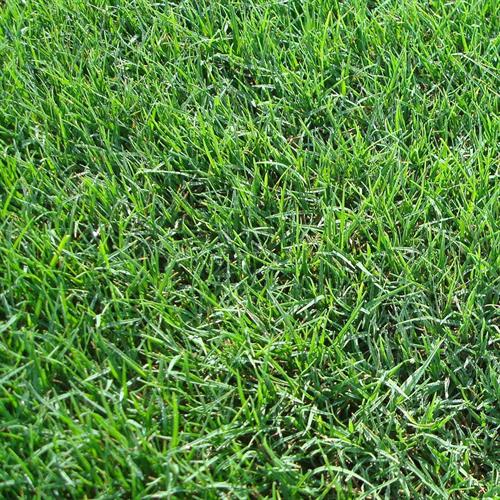 Keeping lawns looking their best. Keeping lawns looking their best.