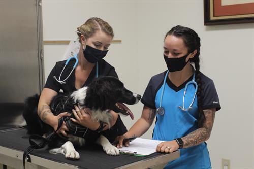 Hands-on Training for Veterinary Nursing students Hands-on Training for Veterinary Nursing students