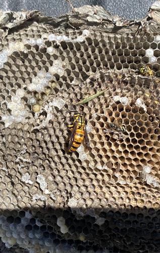 Yellow Jacket nest removal from 2nd floor planter box
