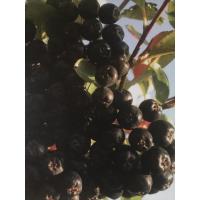 Aronia Berry Upick! Don’t miss out!