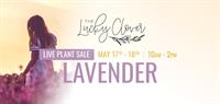 Lavender Plant Sale
