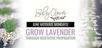 Grow Lavender - Propagation Station