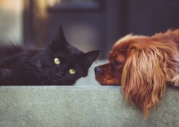 A Place for Dogs