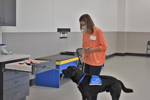 A Canine Companions client working with her newly matched Canine Companions service dog on the command, "tug."